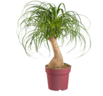 Plante verte 'Maya' en promo chez Lidl Champigny-sur-Marne à 14,99 €