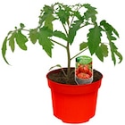 Aktuelles Bornholmer Margerite Angebot bei REWE in Koblenz ab 1,59 €