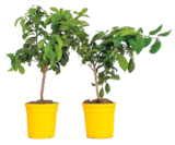 Zitronenbaum, Citrus limon im Angebot bei Netto Marken-Discount in Zwickau Zitronenbaum, Citrus limon Angebote bei Netto Marken-Discount Zwickau für 33,50 €