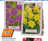 Blumenzwiebeln im Angebot bei Action in Worms Blumenzwiebeln Angebote bei Action Worms für 1,19 €