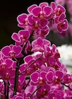 Schmetterlingsorchidee „Phalaenopsis multiflora“ im Hagebaumarkt Prospekt Schmetterlingsorchidee „Phalaenopsis multiflora“ von im aktuellen Hagebaumarkt Prospekt für 7,99 €
