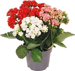 Netto mit dem Scottie Bad Kleinen - Kalanchoe Trio Angebot im Prospekt Kalanchoe Trio bei Netto mit dem Scottie im Bad Kleinen Prospekt für 2,99 €