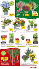 Aktueller toom Baumarkt Prospekt mit Palme, "Respekt, wer's selber macht.", Seite 3