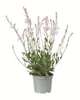 Aktuelle Blumen Angebote bei Lidl in Jena Aktuelles Staude Angebot bei Lidl in Jena ab 3,99 €
