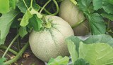 Jardineries du terroir Aurillac - Promo Melon brodé Promo Melon brodé à 1,99 € dans le catalogue Jardineries du terroir à Aurillac