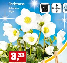 Christrose bei Thomas Philipps in Frechen Christrose im Angebot bei Thomas Philipps Frechen für 3,33 €