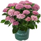 Hortensie XL im Angebot bei REWE in Wetzlar Hortensie XL Angebote bei REWE Wetzlar für 15,00 €