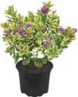 Véronique - GARDENLINE - Aldi Véronique - GARDENLINE à 4,49 € dans le catalogue Aldi