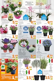 Aktueller Globus-Baumarkt Prospekt mit Blumen, "Immer eine Idee besser", Seite 4