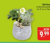 Christrose Angebote bei Marktkauf Schweinfurt für 9,99 €