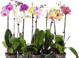Phalaenopsis 1 tige pot brut 12cm hauteur 50/70cm en promo chez Géant Casino Phalaenopsis 1 tige pot brut 12cm hauteur 50/70cm dans le catalogue Géant Casino