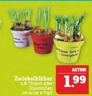 Tulpen oder Hyazinthen Angebote bei Marktkauf Altenburg für 1,99 €