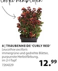 Traubenheide 'Curly Red' im Dehner Garten-Center Prospekt Traubenheide 'Curly Red' von im aktuellen Dehner Garten-Center Prospekt für 12,99 €