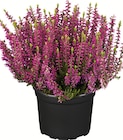 Wreesmann Lauta - Heide Angebot im Prospekt Heide bei Wreesmann im Lauta Prospekt für 1,29 €