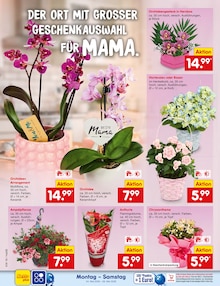 Chrysantheme im Netto Marken-Discount Prospekt "Aktuelle Angebote" mit 69 Seiten (Dortmund)