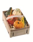 Zierkürbismischung im Angebot bei Lidl in Tübingen Zierkürbismischung Angebote bei Lidl Tübingen für 3,99 €