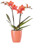 Aktuelle Orchidee Angebote bei Kaufland in Bonn Aktuelles Orchidee im Keramik-Übertopf Angebot bei Kaufland in Bonn ab 10,99 €