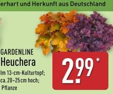 Heuchera im Angebot bei ALDI Nord in Falkensee Heuchera Angebote von GARDENLINE bei ALDI Nord Falkensee für 2,99 €