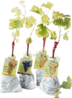 Pied de vigne en promo chez Lidl Pied de vigne dans le catalogue Lidl
