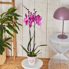 Orchidée en promo chez Carrefour Antony à 9,99 €