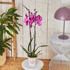 Orchidée dans le catalogue Carrefour