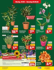 Ähnliche Heckenpflanzen Angebote im Prospekt "Aktuelle Angebote" von Netto Marken-Discount in Saarbrücken Ähnliche Angebote wie Heckenpflanzen im Prospekt "Aktuelle Angebote" auf Seite 64 von Netto Marken-Discount in Saarbrücken