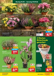 Chrysantheme im aktuellen Netto Marken-Discount Prospekt (Hamburg) Chrysantheme im Netto Marken-Discount Prospekt "Aktuelle Angebote" mit 67 Seiten (Hamburg)