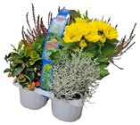 Herbstlicher Mix im Angebot bei REWE in Brandenburg Herbstlicher Mix Angebote bei REWE Brandenburg für 5,99 €