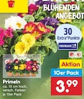 Primeln im aktuellen Prospekt bei Netto Marken-Discount in Regenstauf