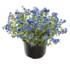 Steinsame Lithodora Diffusa Angebot in Nuthetal Steinsame Lithodora Diffusa im aktuellen Prospekt bei ROSENGUT Langerwisch in Nuthetal