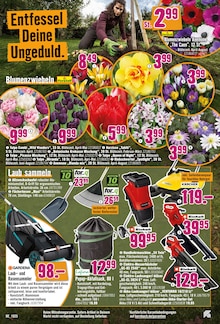 Tulpen im Hornbach Prospekt "Wir sagen Danke." mit 34 Seiten (Berlin)