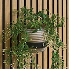 Aktuelle Blumentopf Angebote bei Hornbach in Gelsenkirchen Aktuelles Blumentopfring Angebot bei Hornbach in Gelsenkirchen ab 16,95 €