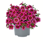 Minipetunie-Sondersorten Angebote bei toom Baumarkt Stralsund für 3,69 €