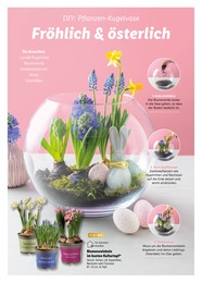 Pflanzen im Lidl Prospekt Pflanzen im Lidl Prospekt Ostern mit allen Sinnen genießen auf S. 42