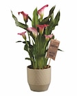 Happy Calla Angebote bei Lidl Solingen für 7,99 €