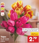 Tulpen Angebote bei Netto Marken-Discount Filderstadt für 2,79 €