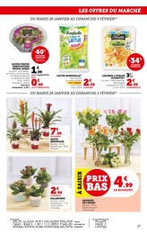 Offre Fleur En Pot dans le catalogue Super U du moment à la page 27