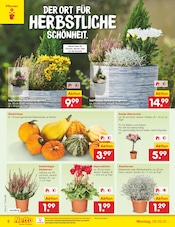 Pflanzen im Netto Marken-Discount Prospekt in Bautzen Aktueller Netto Marken-Discount Prospekt mit Pflanzen, "Aktuelle Angebote", Seite 6