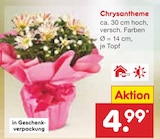 Aktuelles Chrysantheme Angebot bei Netto Marken-Discount in Dortmund ab 4,99 €