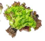 Dtsch. Multicolor-Salat bei Kaufland im Danstedt Prospekt für 0,99 €