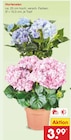 Hortensien im Angebot bei Netto Marken-Discount in Görlitz Hortensien Angebote bei Netto Marken-Discount Görlitz für 3,99 €