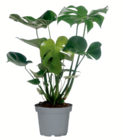 Aktuelle Zimmerpflanzen Angebote bei toom Baumarkt in Mannheim Aktuelles Monstera Angebot bei toom Baumarkt in Mannheim ab 6,99 €