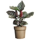 Jardiland La Londe-les-Maures - Promo Collection de Calathea ECLOZ Promo Collection de Calathea ECLOZ à 4,99 € dans le catalogue Jardiland à La Londe-les-Maures