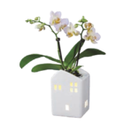Lidl - Mini Phalaenopsis im Keramikhaus Angebot im Prospekt Mini Phalaenopsis im Keramikhaus bei Lidl im Prospekt "" für 5,99 €