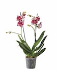 Schmetterlings-orchidee von  im aktuellen Lidl Prospekt für 7,99 €