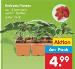 Erdbeerpflanzen im aktuellen Netto Marken-Discount Prospekt