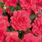 Promo Bulbes à fleurs à 1,00 € dans le catalogue Carrefour à Quincy-sous-Sénart