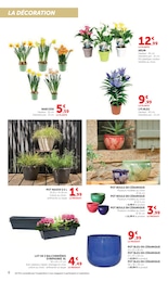 Offre Narcisses dans le catalogue U Express du moment à la page 6