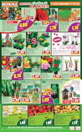 Cage Oiseau Angebote im Prospekt "Votre Discounter Régional" von Norma Cage Oiseau Angebote im Prospekt "Votre Discounter Régional" von Norma auf Seite 4