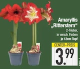 Amaryllis „Ritterstern“ im EDEKA Prospekt Amaryllis „Ritterstern“ von im aktuellen EDEKA Prospekt für 3,99 €